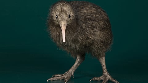 கிவி : கோழி அளவுள்ள பறவைகள் ஈ.மு அளவு முட்டையிடுமா? பறக்காத பறவை குறித்த சுவாரஸ்ய தகவல்கள்