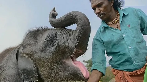 The Elephant Whisperers star becomes tourist attraction in Theppakadu Elephant Camp after Oscar win