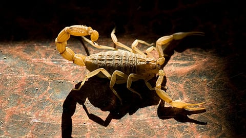 ரூ.300 கோடிக்கு விலை போகும் உலகின் கொடிய தேளின் விஷம் - என்ன காரணம் தெரியுமா?