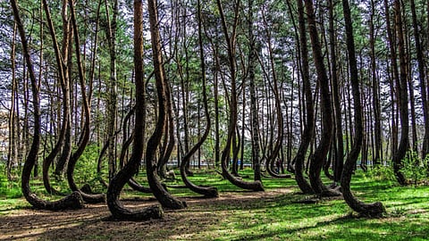 இயற்கையாக வளைந்தே வளரும் மரங்கள் - எங்கே? இதன் மர்மம் என்ன?