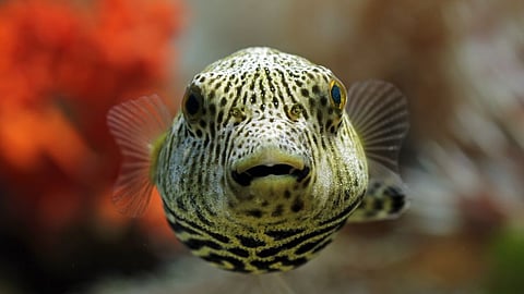 Woman Dies, Husband In Coma After Eating Deadly Fish; Know All About Puffer Poisoning