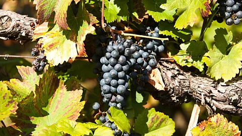 கூர்க் : கர்நாடகாவில் ஒரு Wine Hub- வீட்டிலேயே தயார் செய்யப்படும் வைன் பற்றி தெரியுமா?