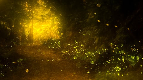 மும்பையின் மின்மினி திருவிழா குறித்து தெரியுமா? ஏன் கொண்டாடப்படுகிறது?