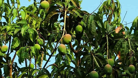 14 Types of Mangoes in One Tree! A Gujarat Farmer Made It Possible; Know How
