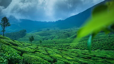Travel: கொச்சி கோட்டை முதல் வர்க்கலா வரை - கேரளாவில் நிச்சயம் பார்க்கவேண்டிய இடங்கள்!