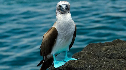 Blue Footed Booby