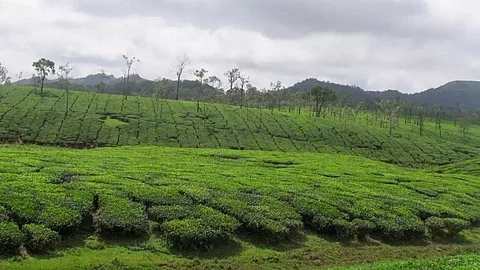 Kerala: ’ஏழைகளின் ஊட்டி’ Nelliyampathy மலைகள் குறித்து தெரியுமா?