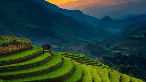 வெள்ளை டீ முதல் இராணி வரை : இந்தியாவில் இருக்கும் 18 டீ வகைகள் பற்றி தெரியுமா?