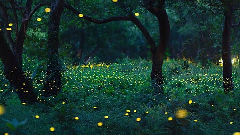 this mysterious glowing forest of India is a surprise package