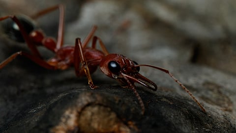 "மனித உயிரை பறிக்க 15 நிமிடம் போதும்" - உலகின் மிக ஆபத்தான எறும்பு பற்றி தெரியுமா?