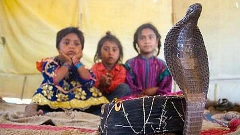 Shetpal ; Visit The Indian Village Where Snakes Are Family