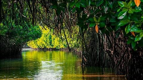 Pichavaram Mangrove: இந்த சதுப்புநிலக் காடுகள் தமிழ்நாட்டிற்கு ஏன் முக்கியம்?