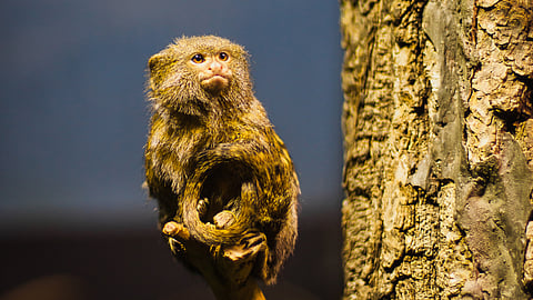 Monkey: உலகின் மிகச்சிறிய குரங்கு 15 செ.மீ தானா? - குரங்குகள் பற்றிய WOW Facts!