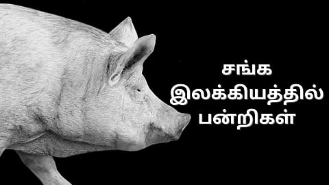 தொல் தமிழர் வாழ்வில் பன்றிகள்