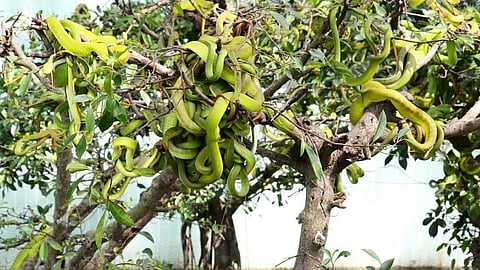 vietnam : All you need to know about 'Garden of snakes'