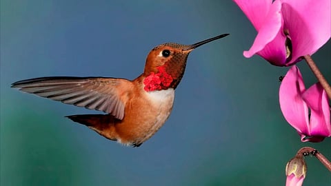 Humming Bird தான் உலகிலேயே மிகச் சிறிய பறவையா? உலகின் சிறிய பறவைகள் இவை தான்!