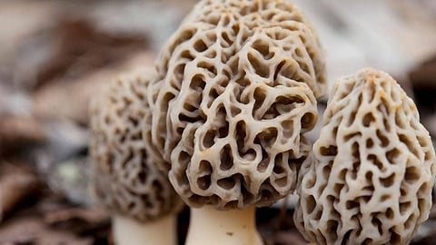 ஒரு கிலோ காளான் 30,000 ரூபாயா? ’இமயத்தின் பொக்கிஷம்’ Gucchi காளானில் அப்படி என்ன சிறப்பு?