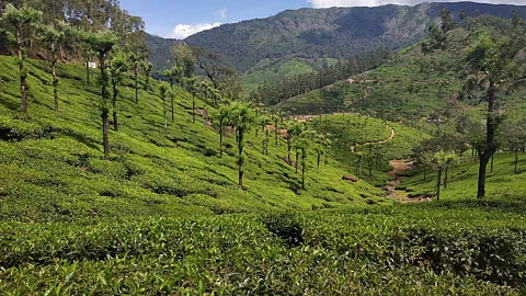 திருநெல்வேலி: இயற்கை வனப்புமிக்க மாஞ்சோலை - சுற்றுலா செல்ல அனுமதி பெறுவது எப்படி?