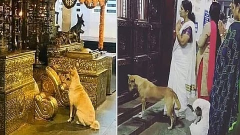 கோவிலில் பூஜை செய்து நாய்களுக்கு பெயர் சூட்டும் வினோத விழா - இந்தியாவில் எங்கு நடக்கிறது?