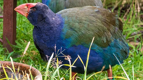 நியூசிலாந்து: அழிந்துவிட்டதாக நினைத்த Takahe பறவைகளை மீண்டும் வந்தது எப்படி?