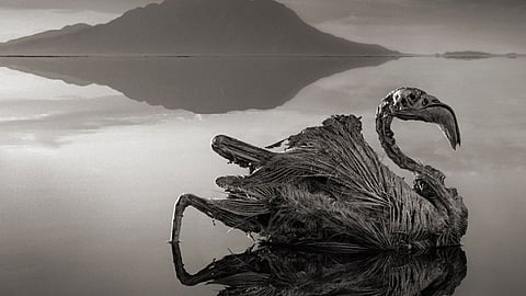 Does Lake Natron really turn animals into stone? Mystery of world’s scariest lake