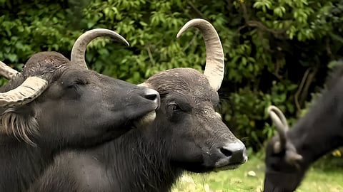 நீலகிரி : அழிந்துவரும் தோடர் எறுமைகள்; வேதனையில் பழங்குடி மக்கள் - காரணம் என்ன?