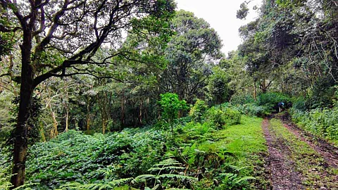 கொடைக்கானல் மூணாறை இணைக்கும் Escape Road - ஆங்கிலேயர் அமைத்த இந்த வழியில் செல்ல ஏன் தடை?