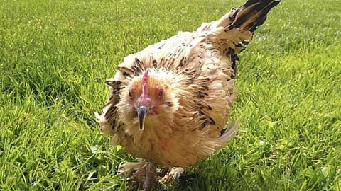 கின்னஸ் உலக சாதனை படைத்த கோழி - என்ன காரணம் தெரியுமா?