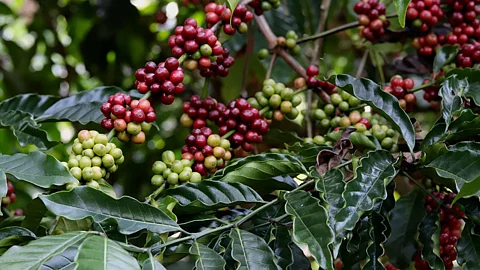 Coorg: இந்தியாவின் 'காபி தலைநகர்' என அழைக்கப்படும் இந்த ஊர் காபியில் என்ன ஸ்பெஷல்?