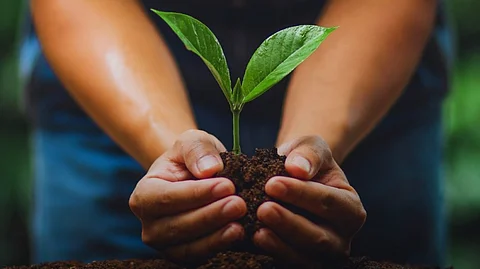 கென்யா: மரம் நடுவதற்கு விடுமுறை! புதிய வழக்கத்தின் பின்னணி என்ன?