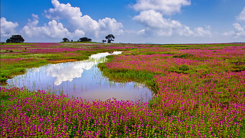 Kaas Plateau: மகாராஷ்டிராவின் இந்த 'பூக்களின் பள்ளத்தாக்கு' பற்றி தெரியுமா?