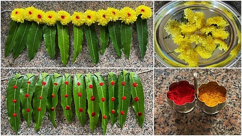 Why Mango Leaves Are Used To Decorate Homes In Festivals