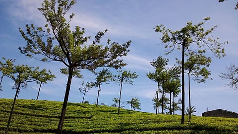 குமுளி: கேரளாவின் மசாலா தலைநகர் பற்றி தெரியுமா?