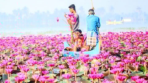 Marikkal, the Kerala village that comes alive with lilies