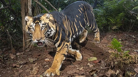 கருப்பு புலி முதல் சைபீரியன் புலிகள் வரை: இந்தியாவில் இருக்கும் புலிகள் பற்றி தெரியுமா?