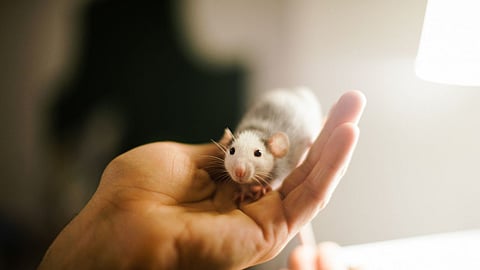 சீனா : எலியை கடித்து கொன்ற கல்லூரி மாணவி - என்ன நடந்தது?