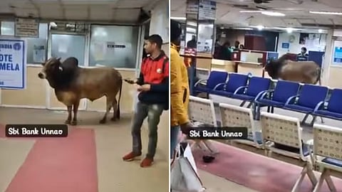 Bull Enters State Bank Of India Branch In UP's Unnao