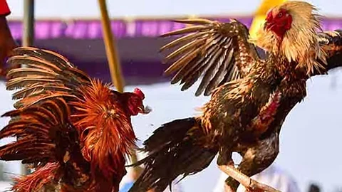 ஆந்திராவில் களைகட்டும் சேவல் சண்டை!