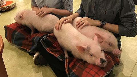Japan’s latest Mipig Cafe lets customers cuddle and spend time with pigs