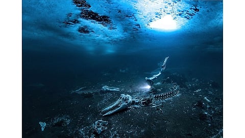 'அழ்கடலில் திமிங்கல எலும்புக்கூடு' - 2024ம் ஆண்டுக்கான விருதை தட்டிச் சென்ற புகைப்படம்!