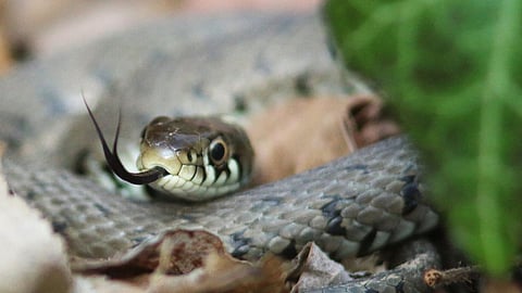 பாம்பு கடித்த பிறகு என்னென்ன செய்யக் கூடாது?