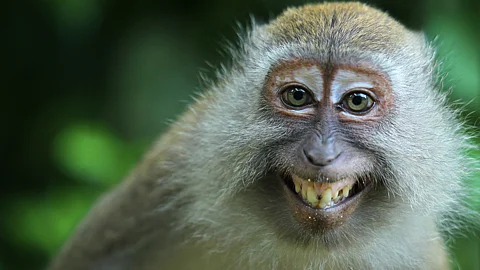 "Alexa, Bark": How UP Teen Saved Herself, Toddler From Monkey Attack
