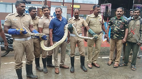 ANACONDA SNAKE RESCUE