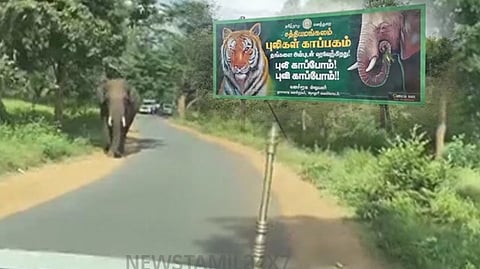 ஒற்றைக் காட்டு யானை
