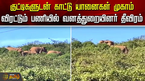 வனத்துறையினர் தீவிரம்