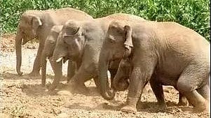 elephant