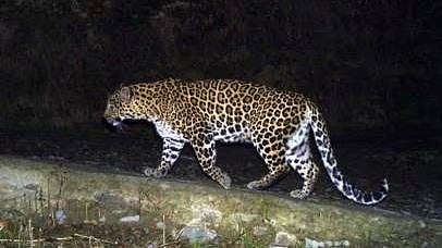 cheetah