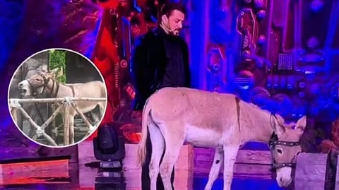 PETA எதிர்ப்பு