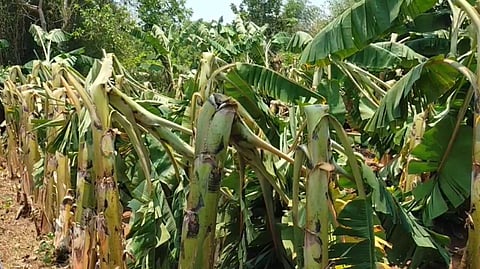 தஞ்சை