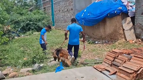 ARL Child murder